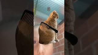 el gato matador😱😱