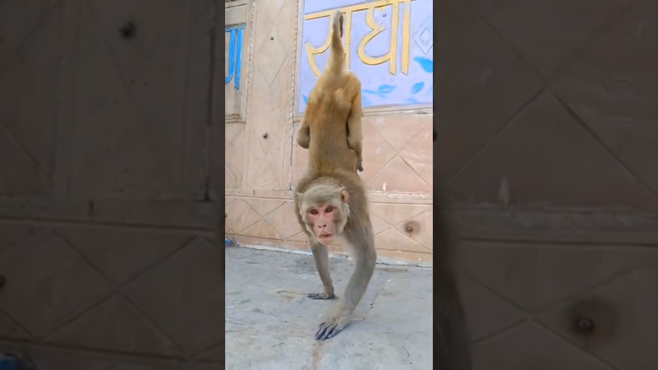 Epic funny Video 🤣🤣