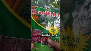 TO PREVENT DURIAN FLOWER LOSS, APPLY CALCIUM AND BORON FERTILIZER