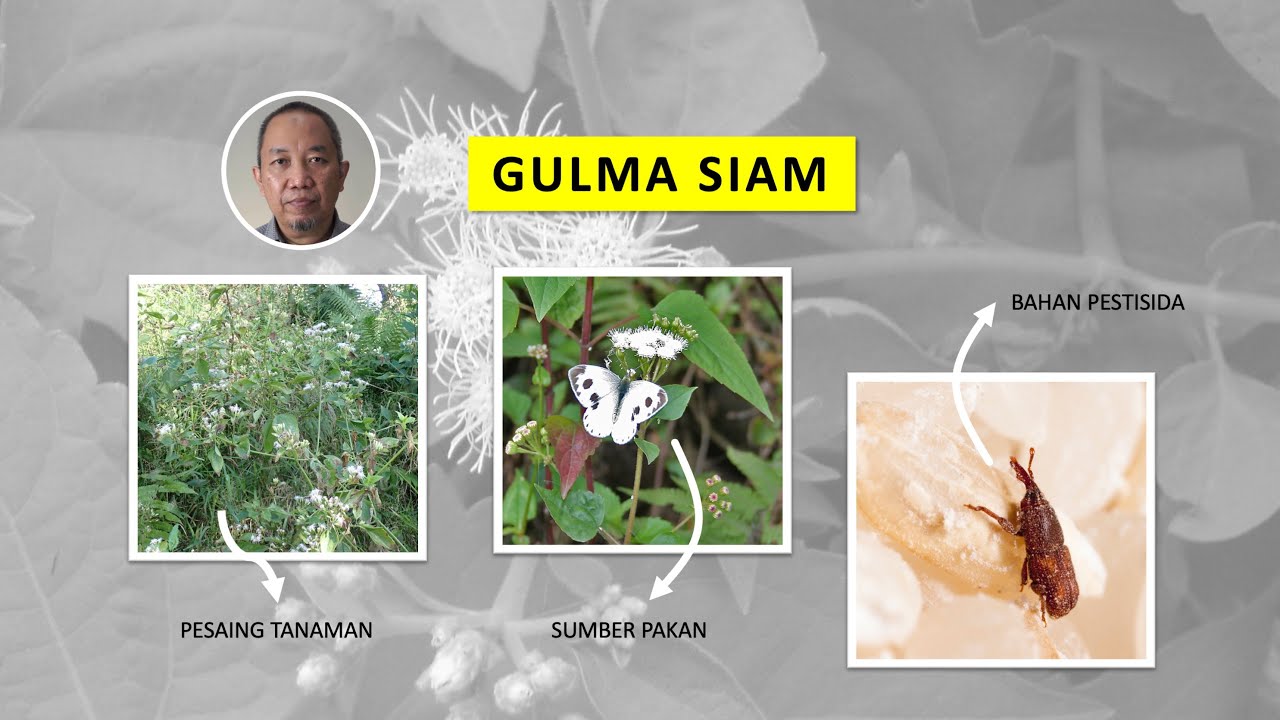 Kuliah Gulma dalam Perlindungan Tanaman - GULMA SIAM: biological, bahaya, dan manfaat