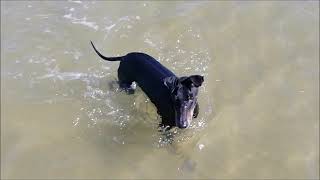 Chester the Manchester Terrier and summer fun by Chester & Valta 1,124 views 3 years ago 1 minute, 30 seconds