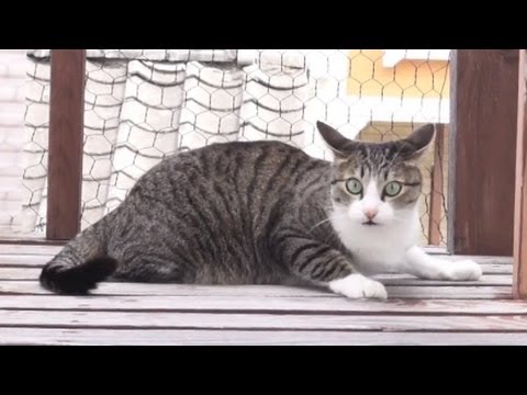 ビクビクする猫の背中 Cat S Back Waving Youtube