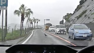 車載動画　鴉の飛び出し【2019年4月30日】MH55S スズキ ワゴンR・HYBRID FZ