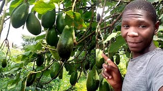 why you should grow avocados here are the benefits