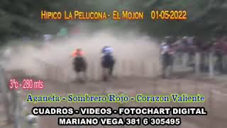 Aganeta el mojon, Stud Don Carlos