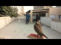 Red naped falcon training