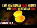 CARA MEMBEDAKAN TELUR MERPATI YANG DAPAT MENETAS DAN TIDAK - ( EGG CANDLING )