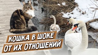 Swans: Upbringing chicks. Cat Anfisa is watching with a heavy heart