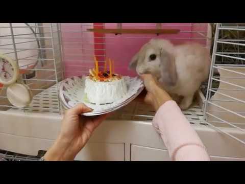 うさぎにケーキ Youtube