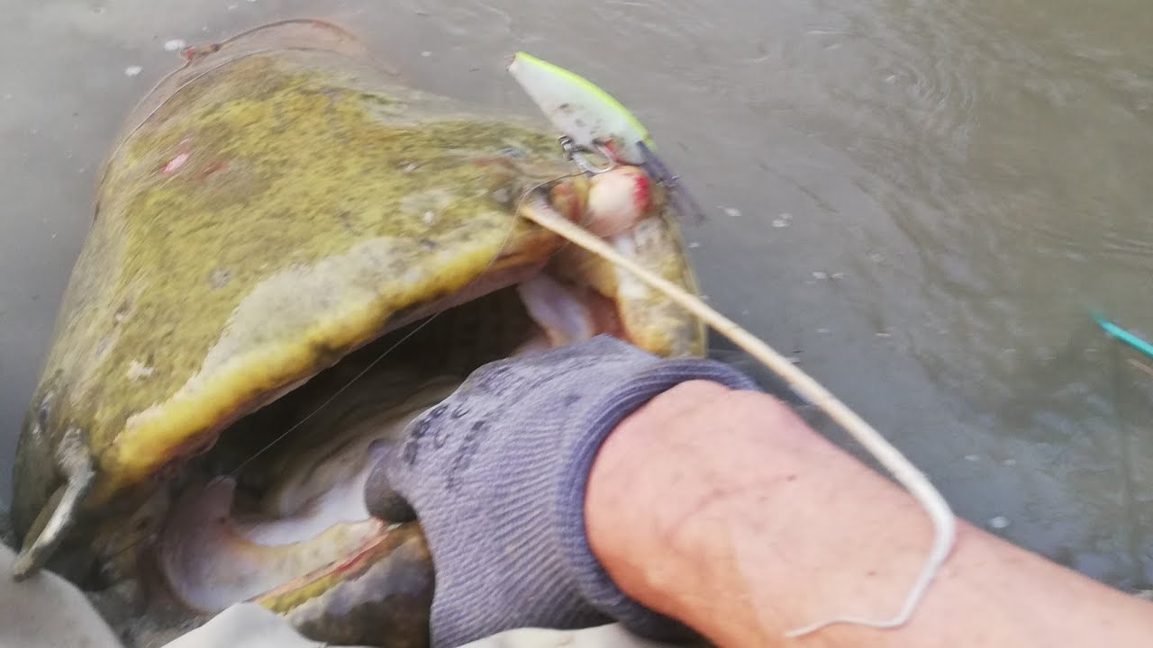 Il Siluro a Spinning : Un Pesce Inaspettato!!!