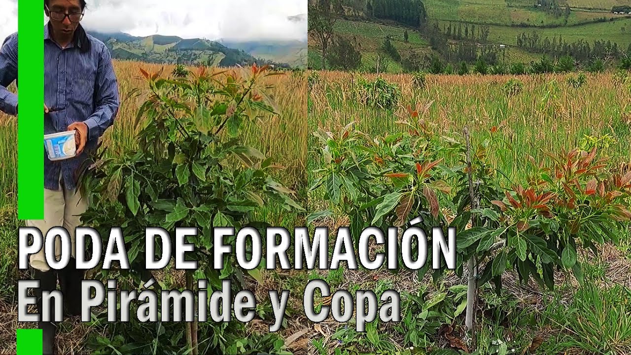 PODA DE FORMACIÓN EN AGUACATES - COPA Y PIRÁMIDE