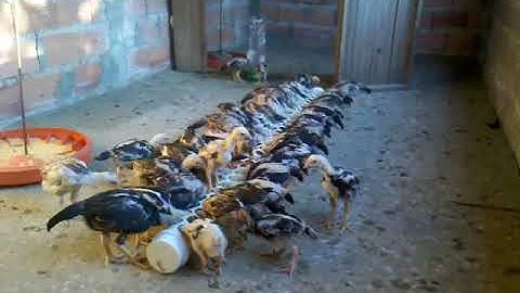 Me Nyuam Qaib Thaib Thai chicks