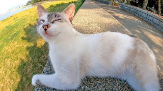 防波堤に野良猫がいたので隣に座ってナデナデしてきた