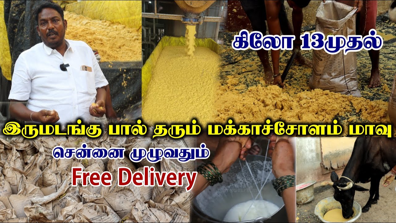 குறைந்த விலையில் மக்காச்சோளம் மாவு | கறவை மாட்டிற்கு சிறந்த தீவனம் | Cattle Feed With Free Delivery