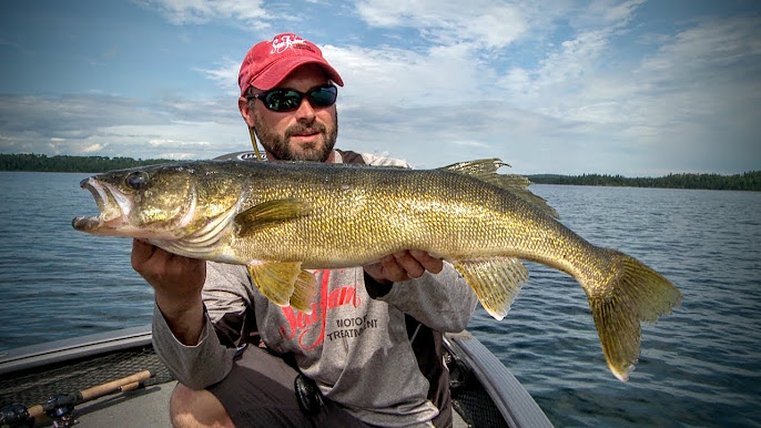 Walleyes that impress Al Lindner, Pike eats stringer, Leadcore