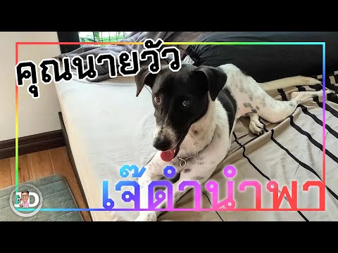 เจ๊ดำนำพา : คุณนายวัว❤️