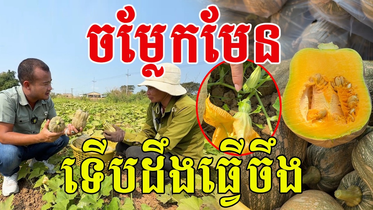 ចម្លែកមែន ទើបដឹងគេធ្វើចឹង ស្មានថាដាំធម្មតាៗ