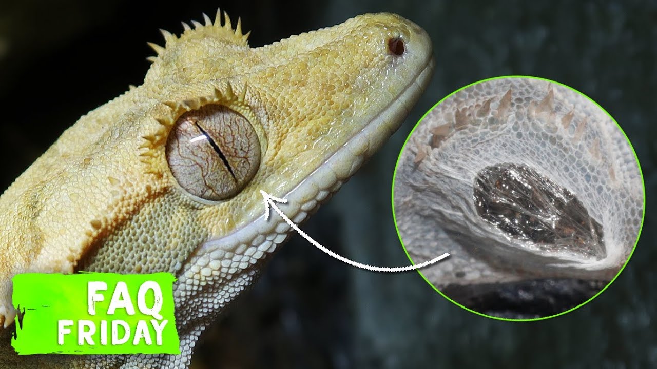How Do You Know If Your Crested Gecko Is Sleeping