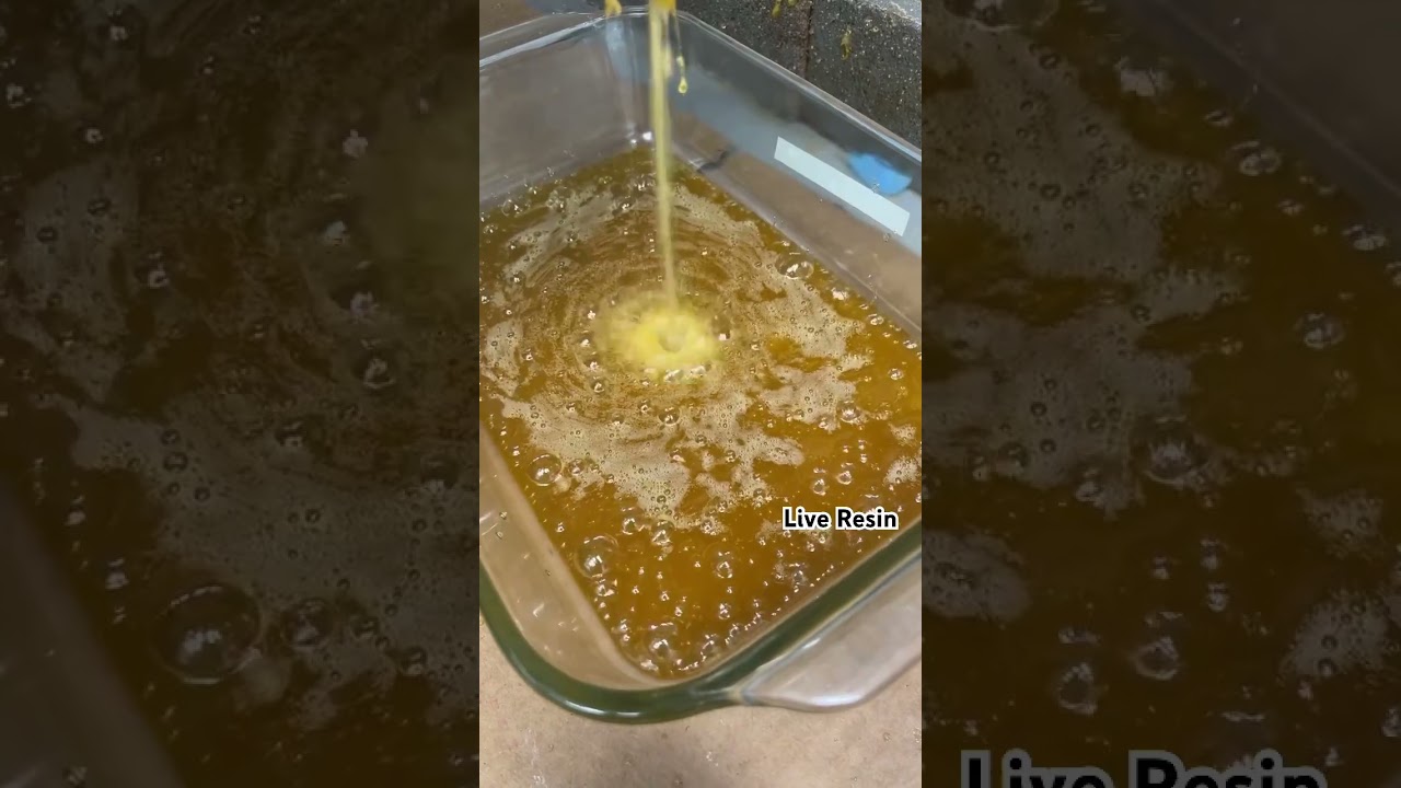 BHO Extraction pouring out fresh Live Resin