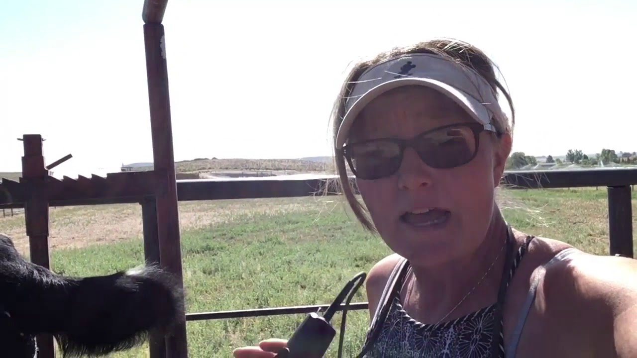 Clipping a 4 H Steer YouTube