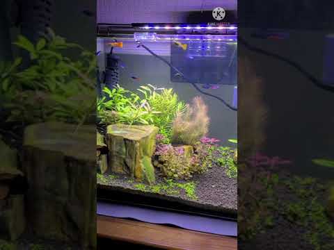 立ち上げから2ヶ月の60センチ熱帯魚水槽 Capcut Kine Master Youtube