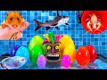 Oeufs surprise colors homard requin hamster serpent poisson koi cichlid papillon rouge