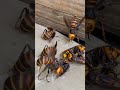 I've just caught the giant hornet! long version. For pest control education #pestcontrol