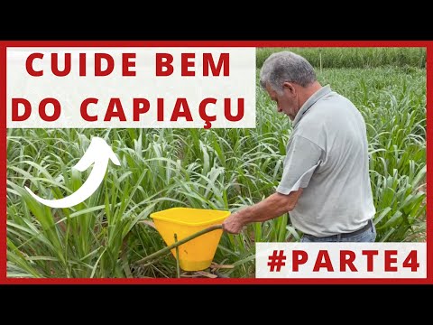 Vídeo: Filme De Silagem: Uso Para Cobrir Fossas E Valas De Silo, Fabricantes Populares