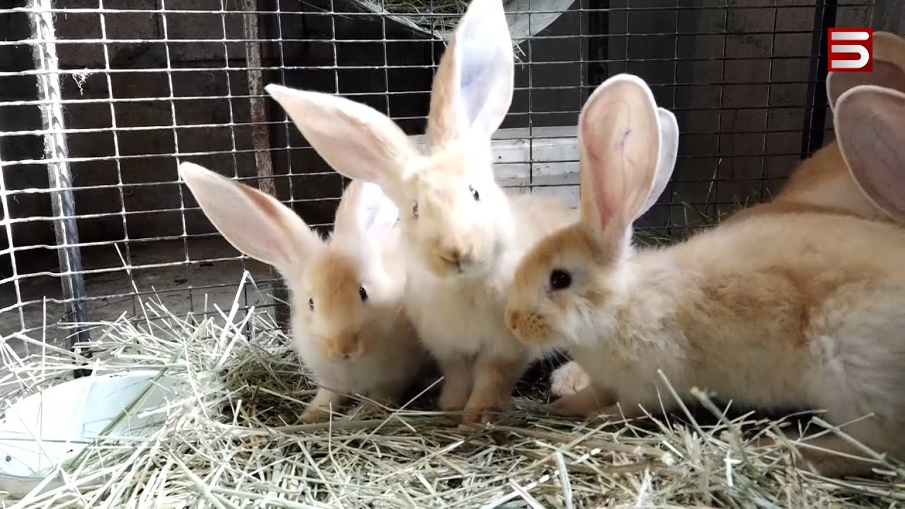 Դարդ ու ցավը մոռանալու ձև. բացահայտում է գնդեվազցի 23-ամյա էմիլը