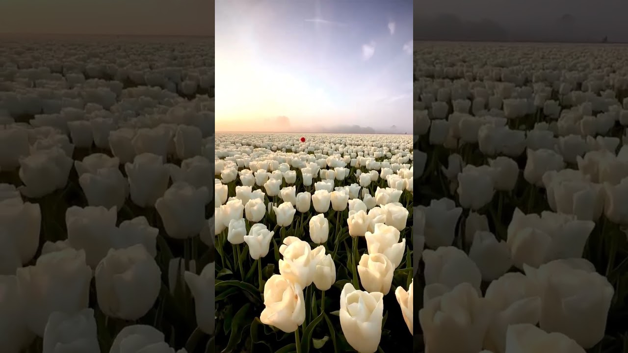 White Tulip feild🌷 