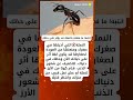 حذار النملة هذا المخلوق الصغير يملك مفتاح حظك في الحياة