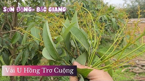 VẢI U HỒNG TRƠ CUỘNG VÀ TÁO VẪN CÒN QUẢ NHÀ BÁC TẠI SƠN ĐỘNG I NÚI ĐỒI LỤC NGẠN