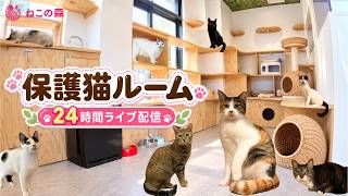 ねこの森 富士見台どうぶつ病院 保護猫ルーム のライブ映像