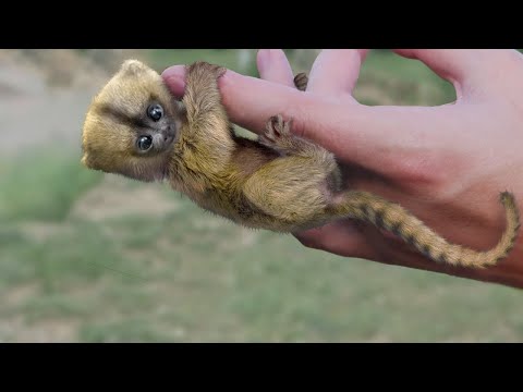 Video: The Kinkajou: Hewan Hutan Hujan Tropis dan Hewan Peliharaan Eksotis