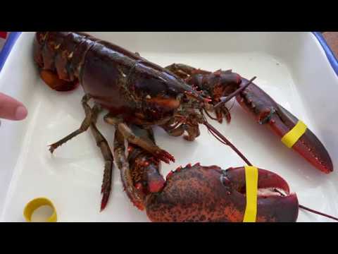 Educational Lobster Video- External body segments & Appendages