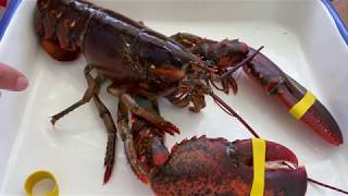 Educational Lobster Video- External body segments & Appendages