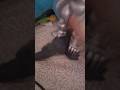 mechagodzilla returned!!!! pt 2
