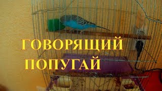 Волнистый попугай Тошка. Говорящий без умолку. Волнистый попугай Тошка. Говорящий без умолку.