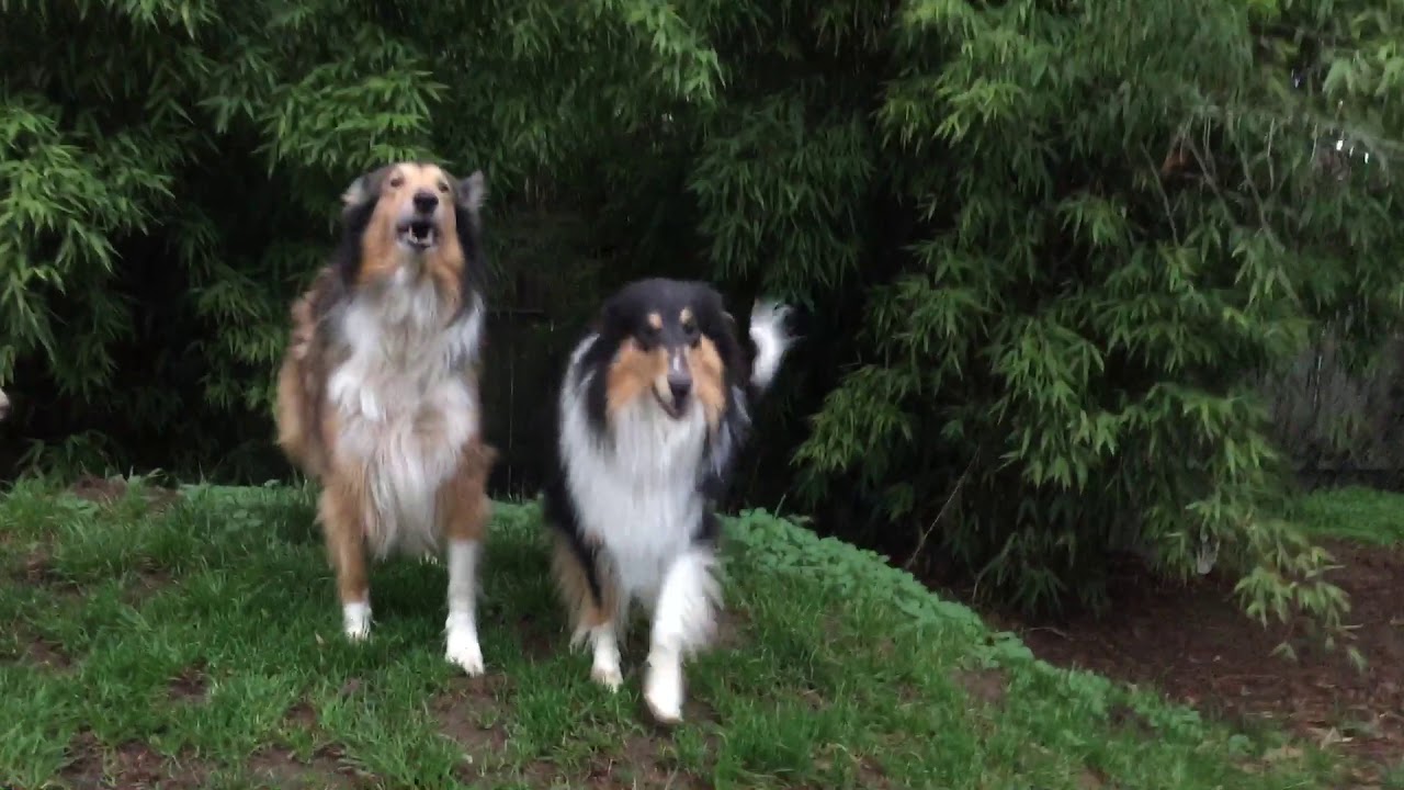Collies Barking in Joy
