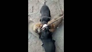 강아지들의 먹이 싸움 ( dog fight for food ) #shorts