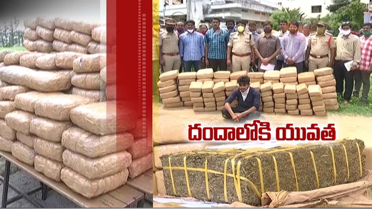 Majority of Ganja Smuggling Cases Created by Youth in Khammam Dist