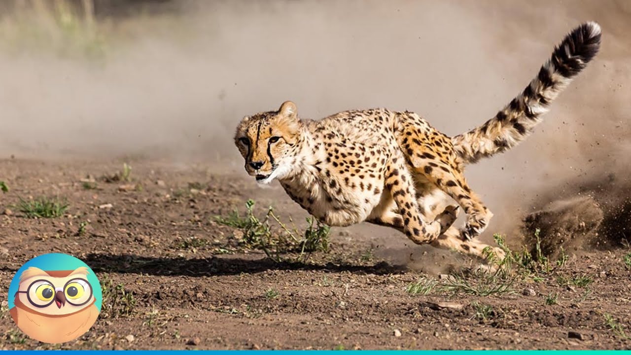 cheetah running speed Top 10 Fastest Animals and Insects