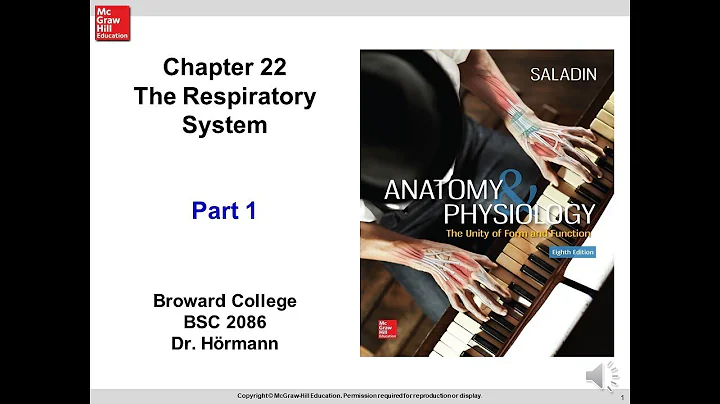 (BC BSC 2086) Chapter 22 The Respiratory System Part 1