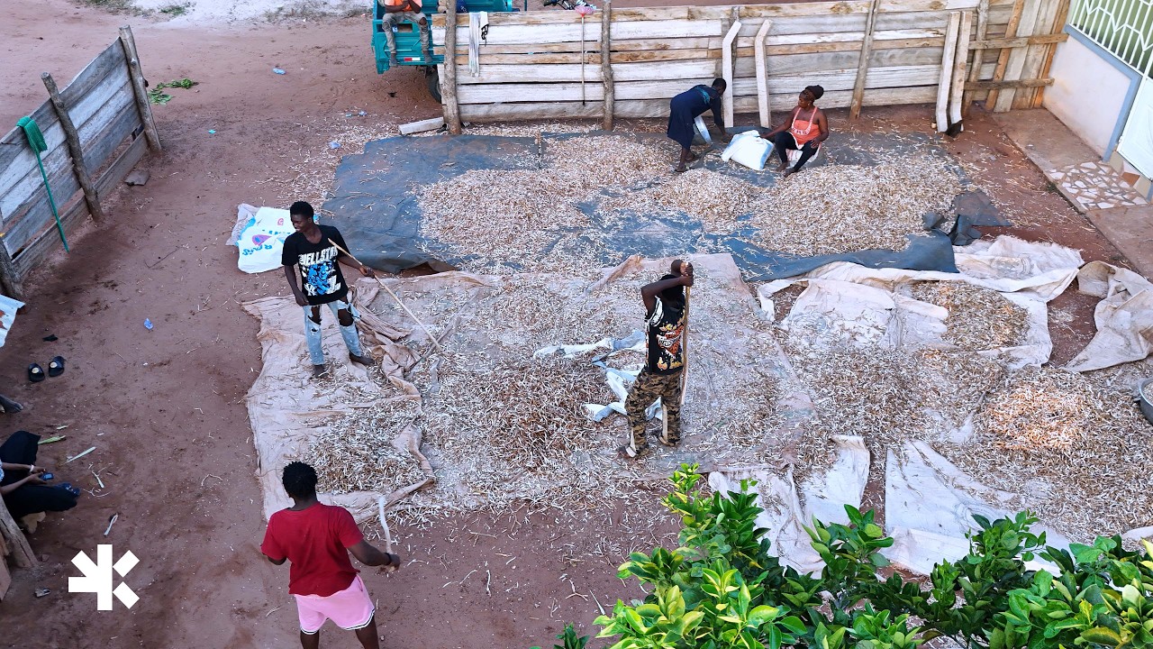 A Traditional Way to Shell Beans