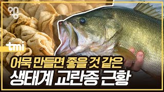 블루길 배스 어묵은 어떻게 됐을까?ㅣ취재대행소 왱