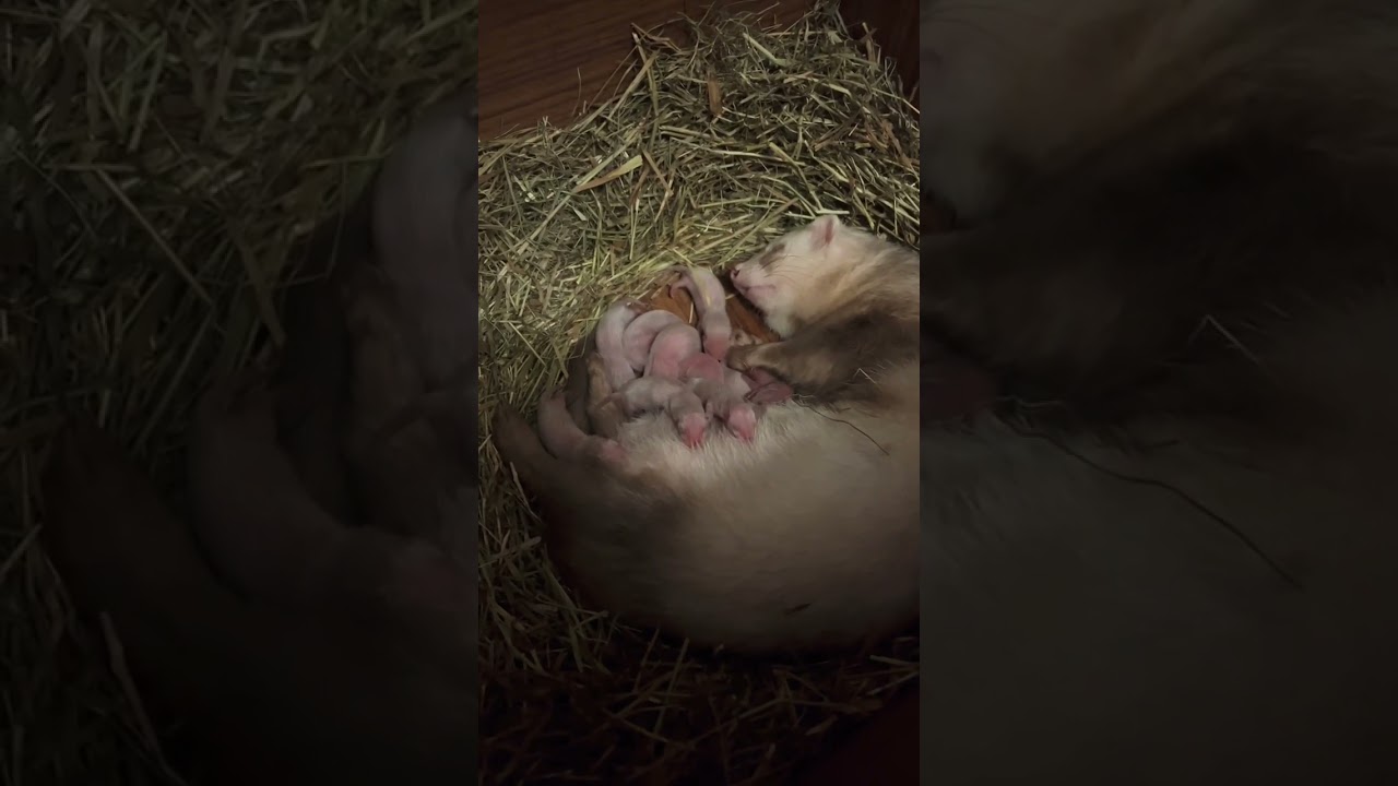 Хорек беременность роды.Наши малыши лит.Е 05.01.2024 #хорек #ferret #animals #ferrets #хорёк #funny