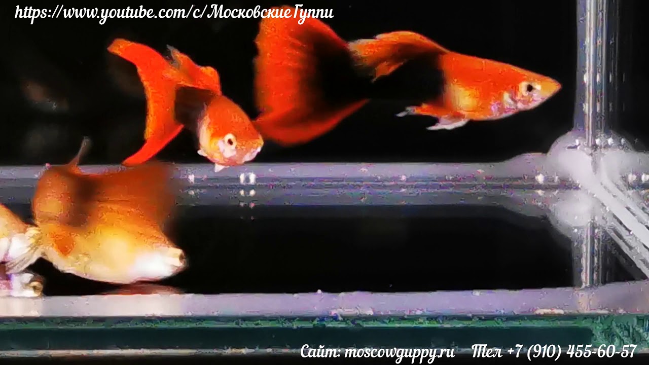 GUPPY TUXEDO RED – Линия Чемпионов «WGC-2020»