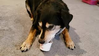 WE Shorts - Frosty Paws Ice Cream For Dogs