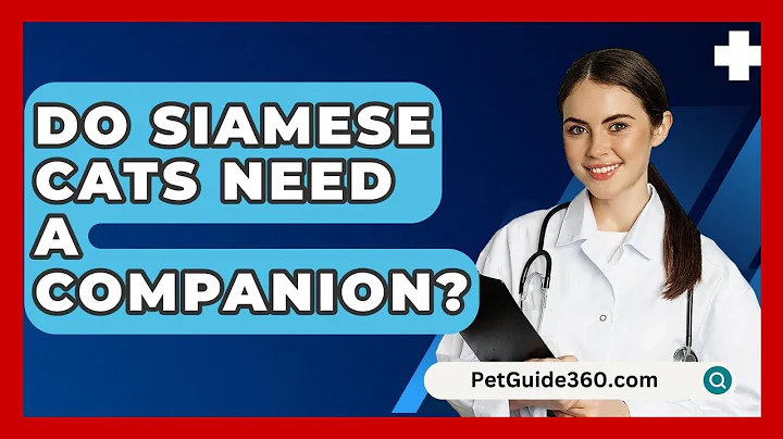 Do Siamese Cats Need A Companion? - PetGuide360.com