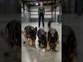 German shepherd k9 puppies training for U.S. army K-9 unit #k9 #germanshepherd #puppy #dog #fyp